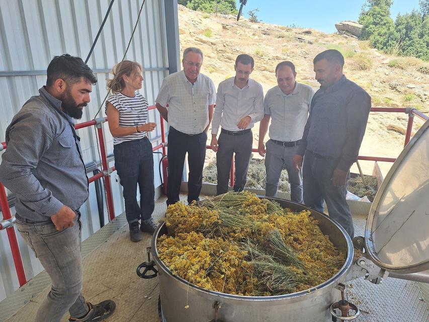 Bozdoğan’da lavanta ve altın otu hasadı yapıldı