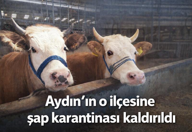 Aydın'ın o ilçesine şap karantinası kaldırıldı