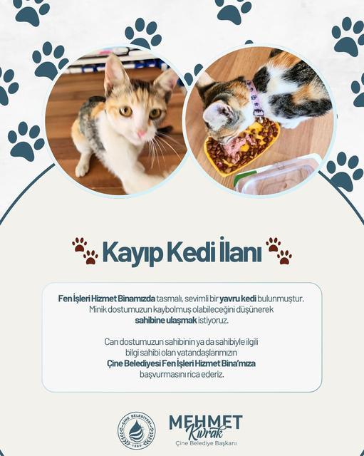 Başkan Kıvrak'tan kayıp kedi ilanı