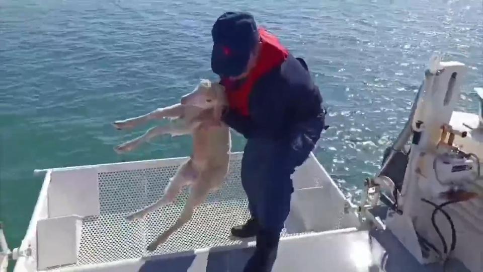 Denizde sürüklenen kuzuyu Sahil Güvenlik kurtardı