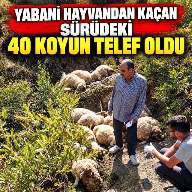 Yabani hayvandan kaçan sürüdeki 40 koyun telef oldu