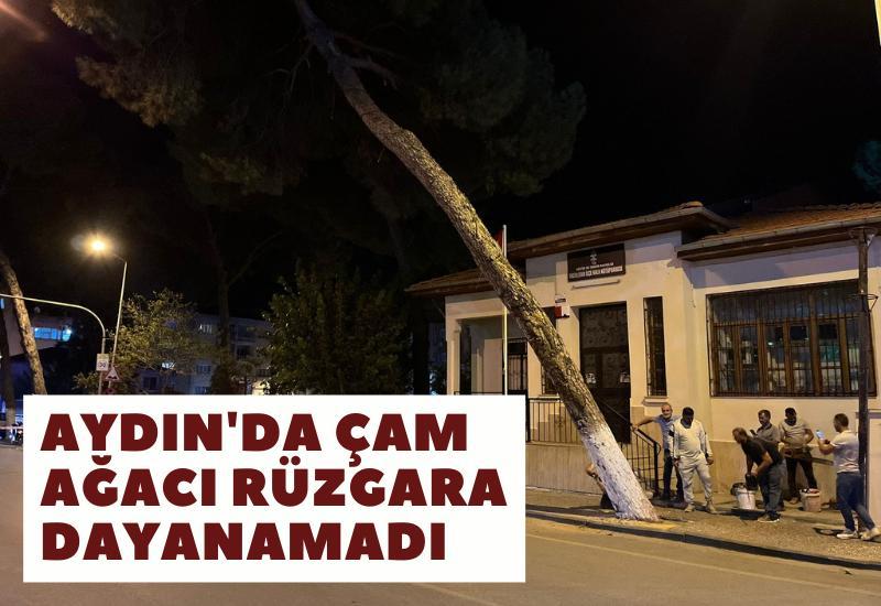 Aydın'da çam ağacı rüzgara dayanamadı