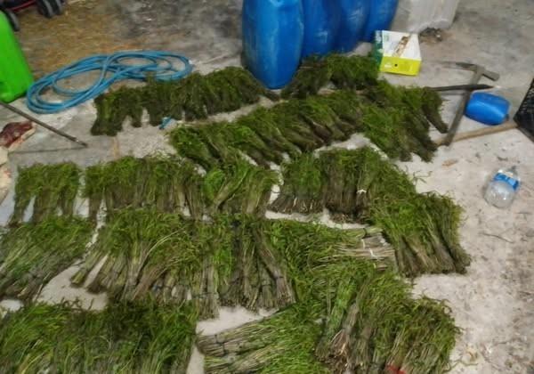 AYDIN'DA KENDİLİĞİNDEN YETİŞEN BU OTLAR GARİBANIN CÜZDANINI ZENGİNİN SOFRALARINI SÜSLÜYOR DAĞLARDAN BEDAVAYA TOPLANIYOR, ŞEHİRDE BAĞI 100 TL'YE KADAR ALICI BULUYOR