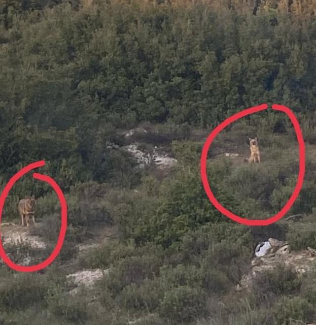 Madran Dağı'ndaki bir canavar Yenipazar ve Bozdoğan'ın kırsal mahallelerinde yaşayan vatandaşları tedirgin ediyor. Köylülerin mera ve otlaklardaki küçükbaş veya büyükbaş hayvanlarına saldıran canavar, her gün bir hayvanı telef ediyor.

Kısa sürede önü köyden köye yayılan Madran Canavarı'nı görüntülemeyi başaran vatandaşlar, hayvanlarına zarar veren ve insan hayatı için de tehlike oluşturan bu vahşi hayvanın bir an önce etkisiz hale getirilmesini bekliyor.
