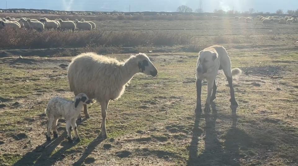 ANNE KOYUN KUZUSUNU KORUMAK İÇİN KÖPEĞE KARŞI SİPER OLDU