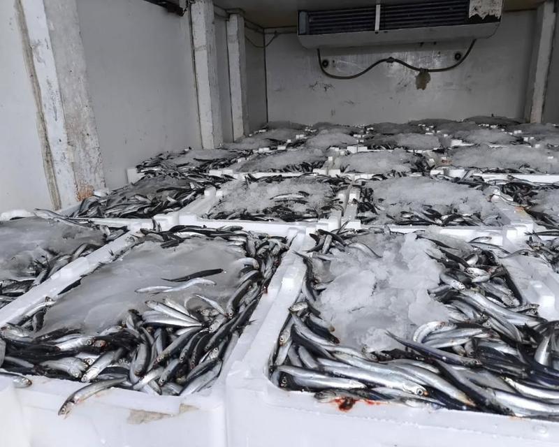 Aydın’da 290 kasa balığa el konuldu