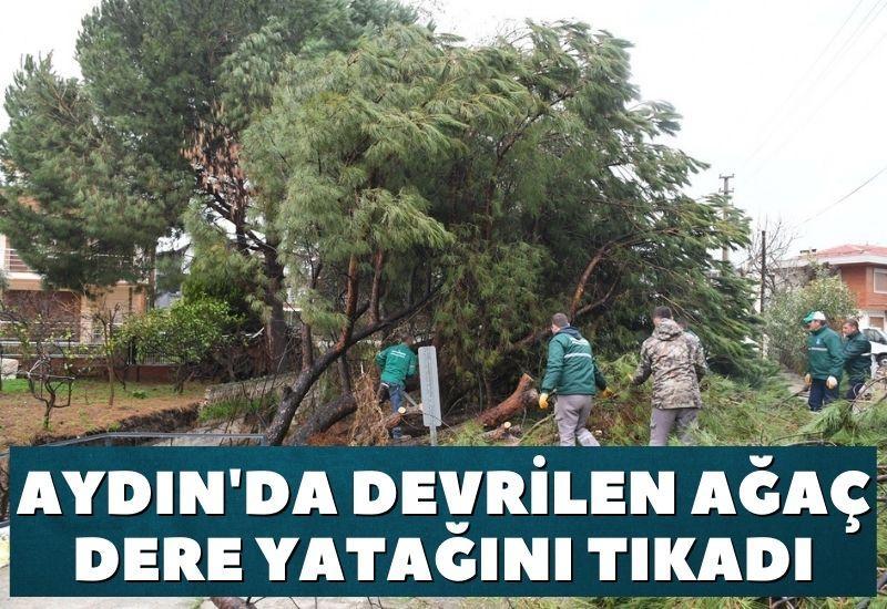 Aydın'da devrilen ağaç dere yatağını tıkadı