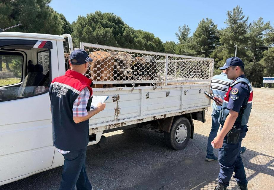 Koçarlı'da canlı hayvan nakil araçları denetlendi