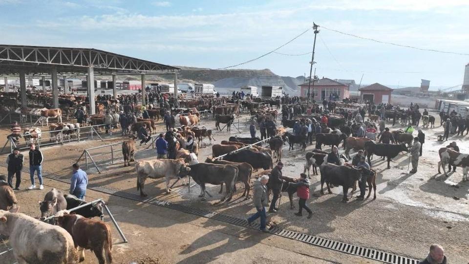 Hayvan pazarı 5 ay sonra yeniden açıldı