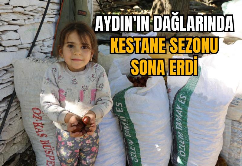 Aydın'ın dağlarında kestane sezonu sona erdi