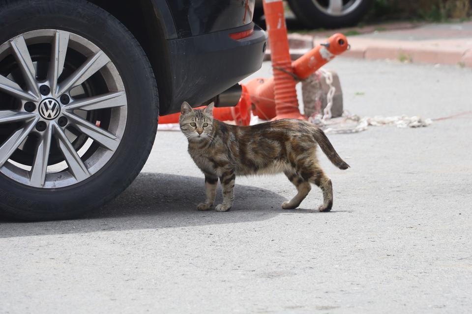 MAMAYA ALIŞTIRILAN KEDİLER TEMBELLEŞTİ, ŞEHİRLERDEKİ FARE VE YILAN SAYISI ARTTI