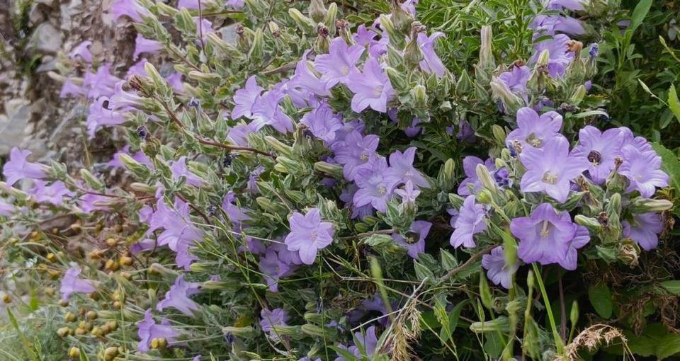 Aydın’da sadece bir bölgede yetişiyor! “Küçük Çan” bitkisi için uyarı