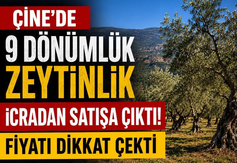 Çine'de 9 dönümlük zeytinlik icradan satışa çıktı! Fiyatı dikkat çekti