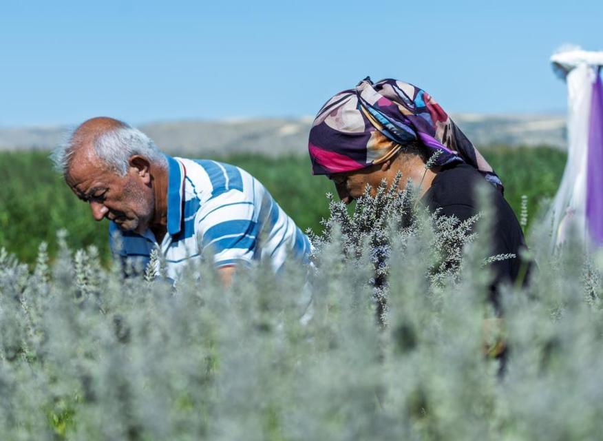 7 yıllık emek tehlikede! Üretici gözyaşları içinde isyan etti