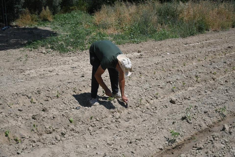 Kuşadası'nda Adabahçe yaz hasadına gün sayıyor
