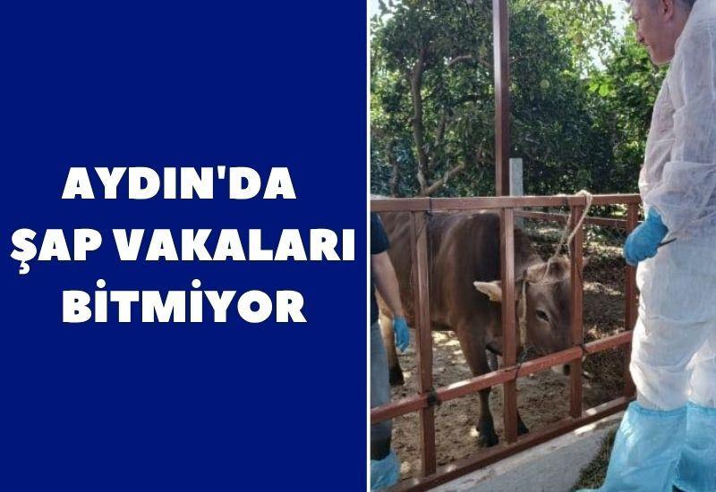Aydın'da şap vakaları bitmiyor