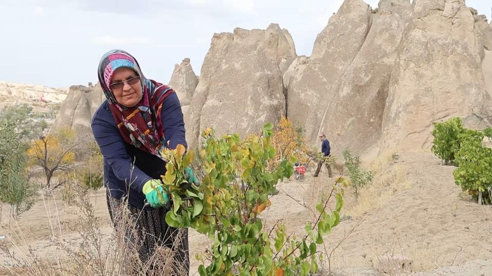 Peribacaları ağaçlarla güzelleşiyor