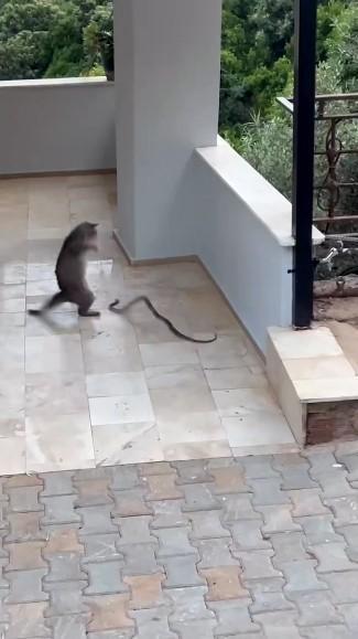 ALANYA'DA YILANA KAFA TUTAN KEDİ KEDİ İLE YILANIN APARTMAN GİRİŞİNDEKİ İLGİNÇ MÜCADELESİ