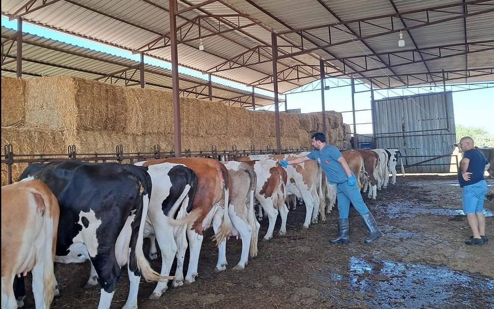 Aydın’da riskli mahallelerde şap aşısı çalışmaları hızlandırıldı