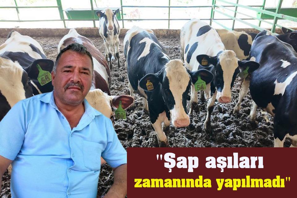 "Şap aşıları zamanında yapılmadı"