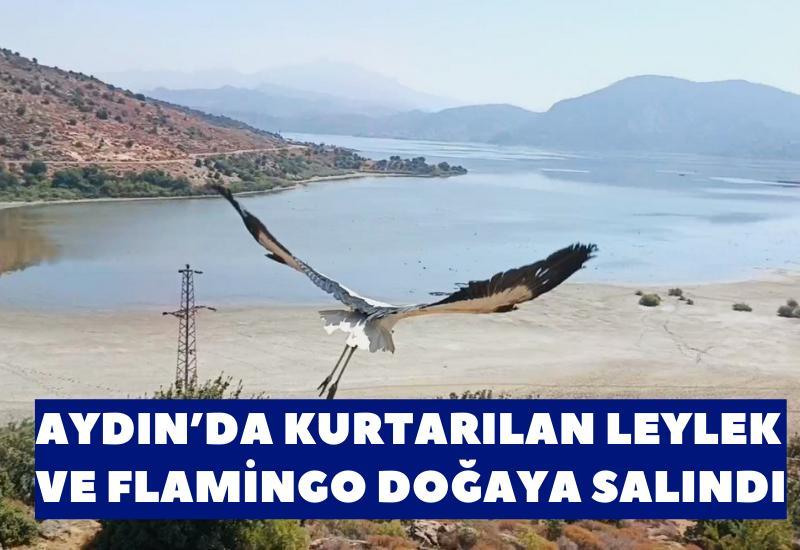 Aydın’da kurtarılan leylek ve flamingo doğaya salındı