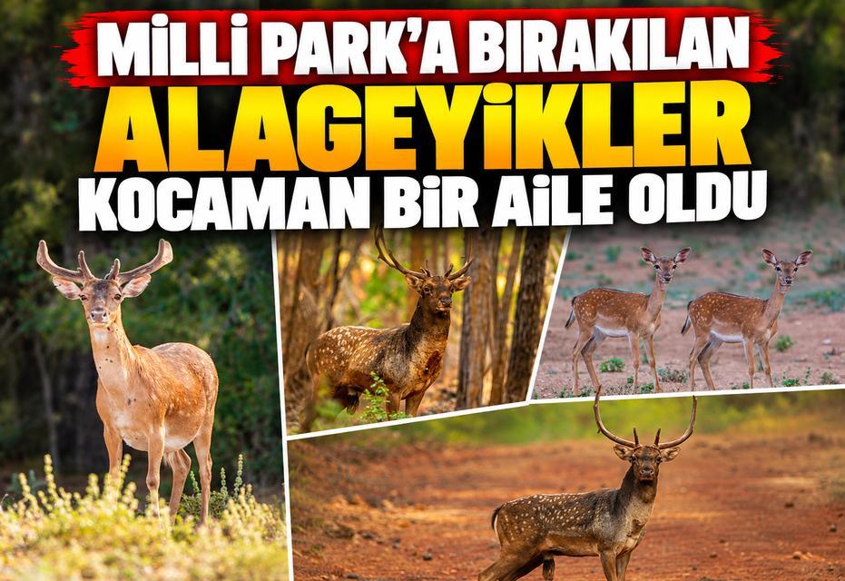 Milli Park’a bırakılan alageyikler kocaman bir aile oldu