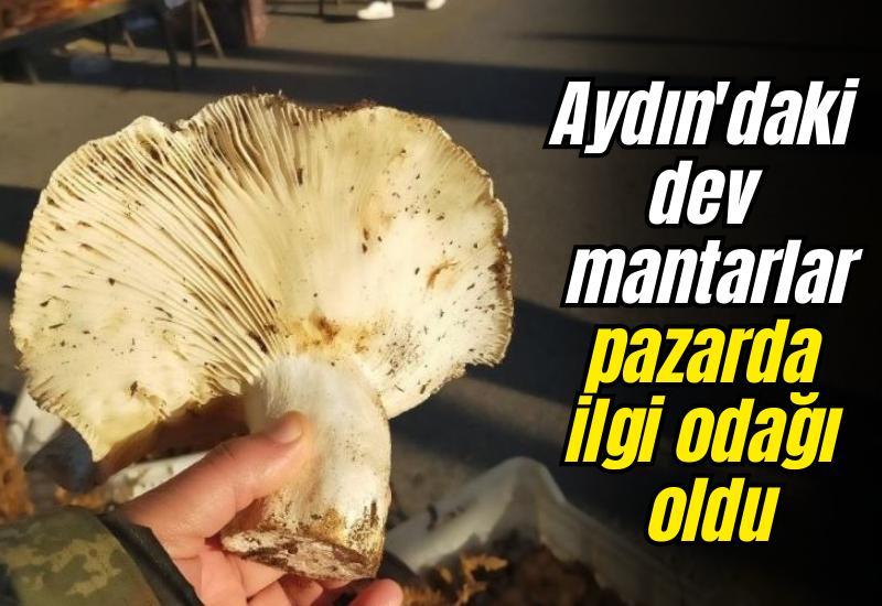 Aydın'daki dev mantarlar pazarda ilgi odağı oldu