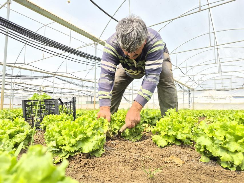Tarlada ortalama 15, tezgahlarda 100 TL'ye satılıyor