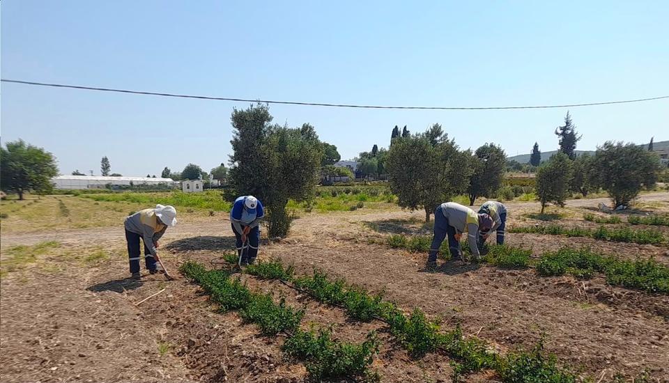 Didim Belediyesi’nden topraktan kente uzanan üretim