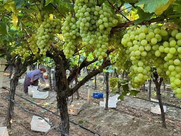 SARIGÖL'DE ÜZÜM HASADI BAŞLADI