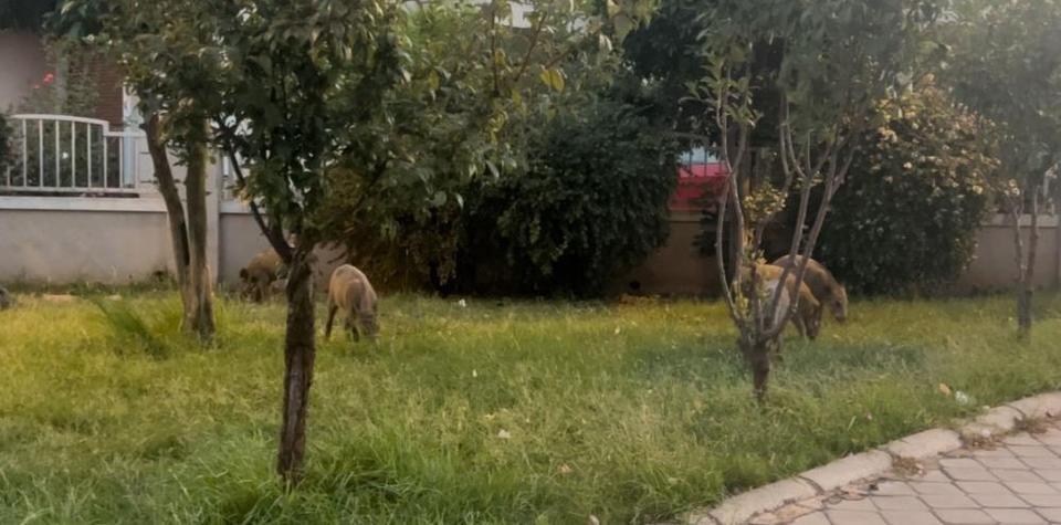 Yaban domuzlarının yeni adresi mezarlıklar oldu
