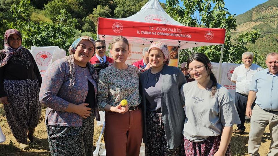 Nazilli Kaymakamı Kan, incir hasadına katıldı