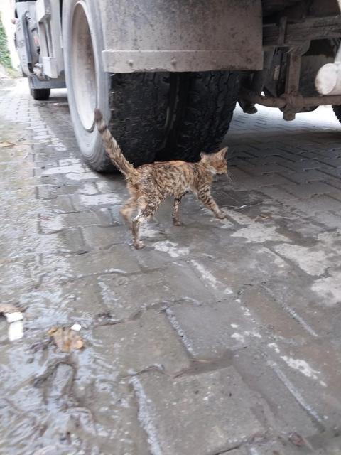 TEMİZLİK İŞÇİLERİNİN DİKKATİ CANLI OLARAK ÇÖPE ATILAN KEDİ YAVRUSUNU KURTARDI