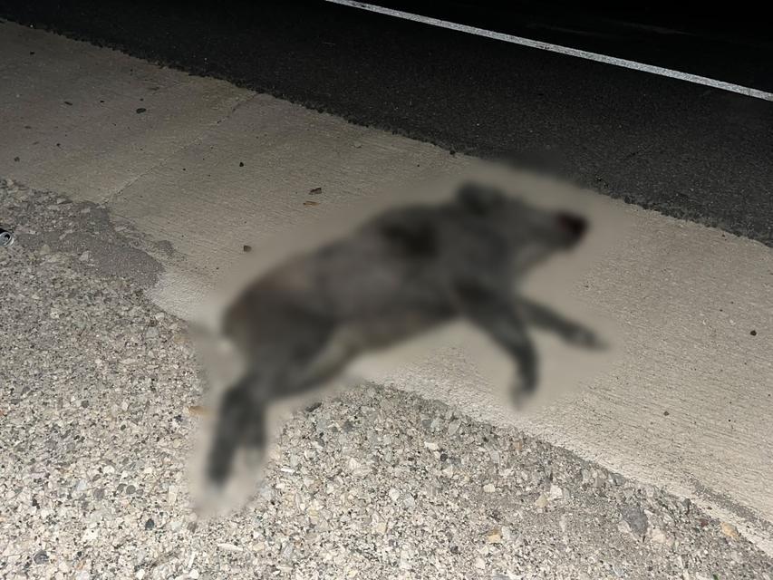 KASTAMONU'DA OTOMOBİL DOMUZ SÜRÜSÜNE ÇARPTI: 2 YARALI