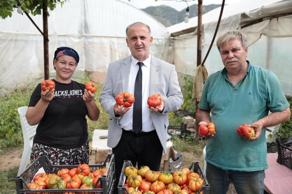 Başkan Kaya, çiftçiler gününde domates hasadına katıldı