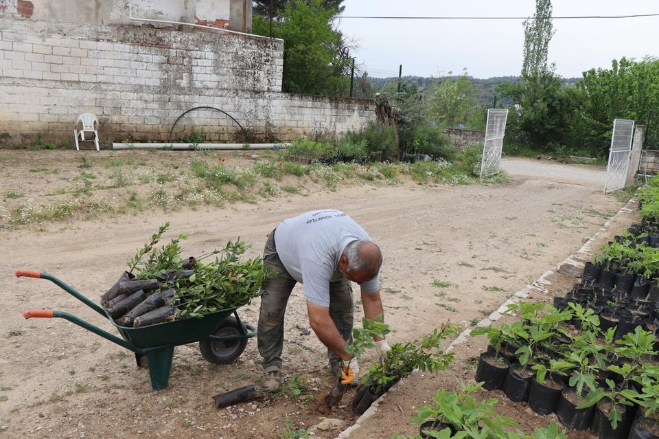 Nazilli'de 18 bin fidan toprakla buluşacak