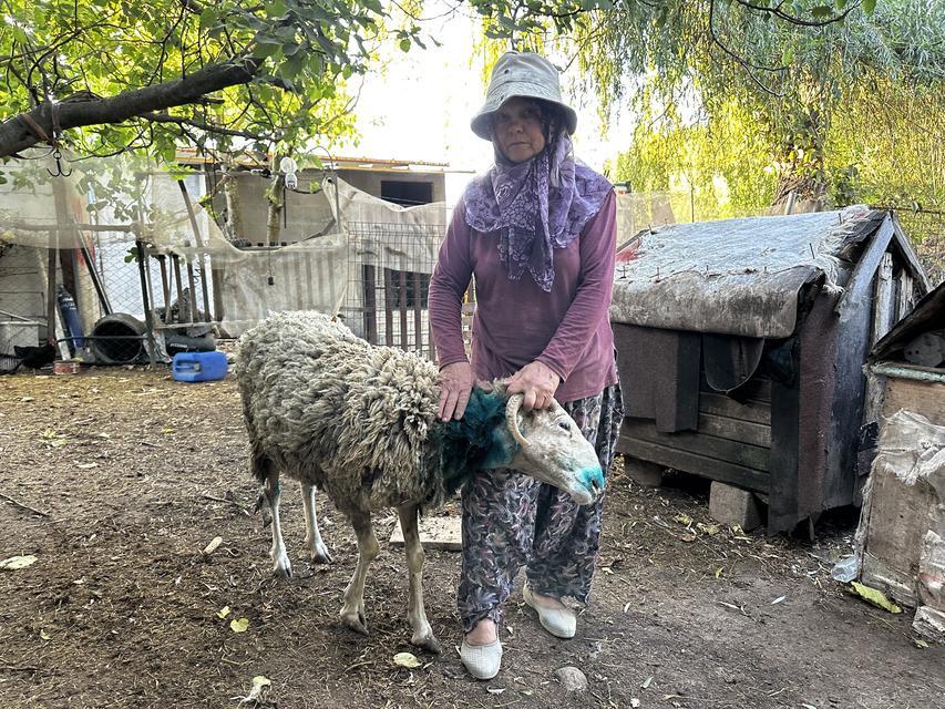 Sokak köpekleri ağıla girdi: 5 koyun telef oldu