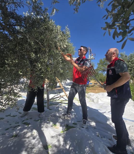 BOZDOĞAN'DA ZEYTİN HASADI ÜRETİCİ BAHÇESİNDE GERÇEKLEŞTİRİLDİ
