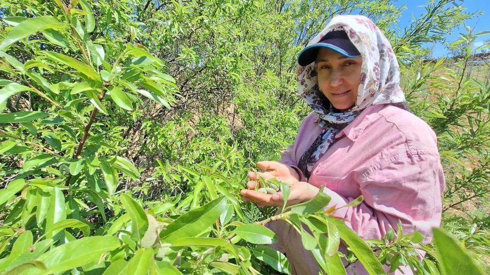 Çağla, üreticisinin yüzünü güldürdü