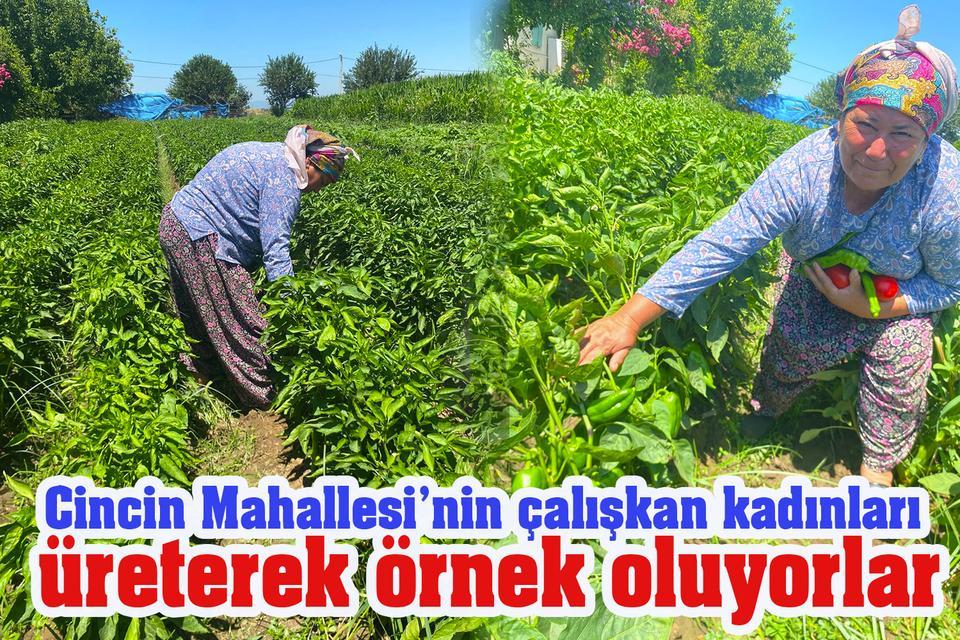 Cincin Mahallesi’nin çalışkan kadınları üreterek örnek oluyorlar