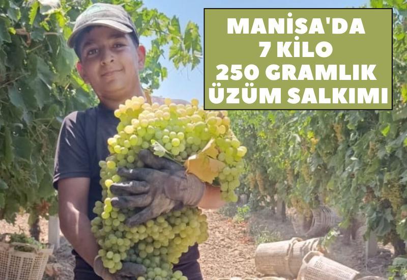 Manisa'da 7 kilo 250 gramlık üzüm salkımı