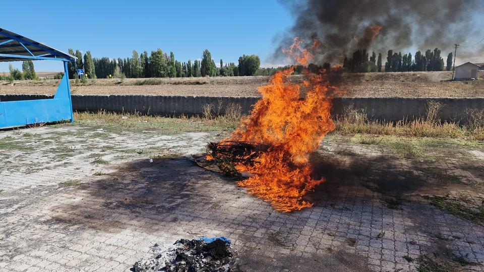 Ele geçirilen 21 kök kenevir imha edildi