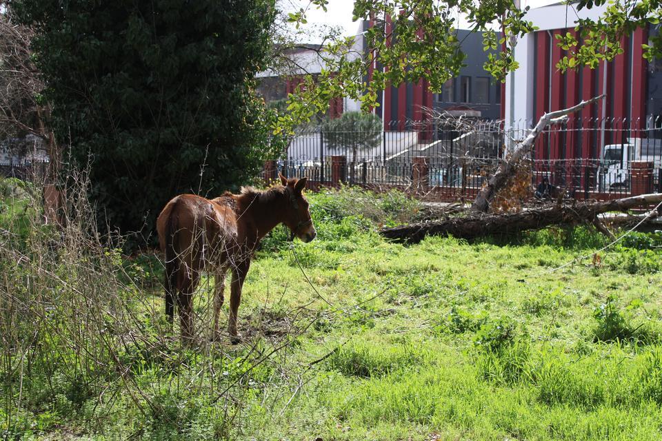 SAHİPLERİ ÖLÜME TERK ETTİ, RESMİ KURUMLAR TOPU BİRBİRİNE ATTI YAĞMURDA ISLANAN BAĞLI HALDEKİ KATIRLAR ÖLÜME TERK EDİLDİ
