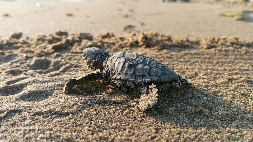 Kuşadası’nda caretta caretta yavruları denize ulaştı