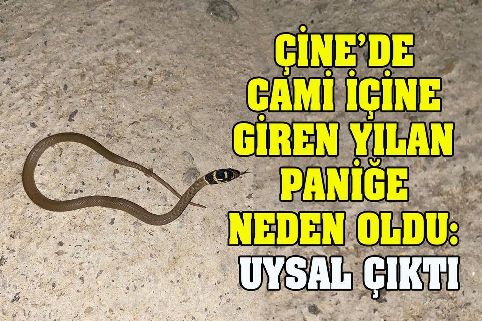 Çine’de cami içine giren yılan paniğe neden oldu: Uysal çıktı