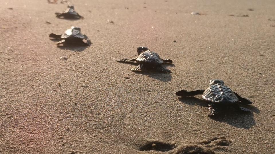 Caretta carettalar denizle buluştu
