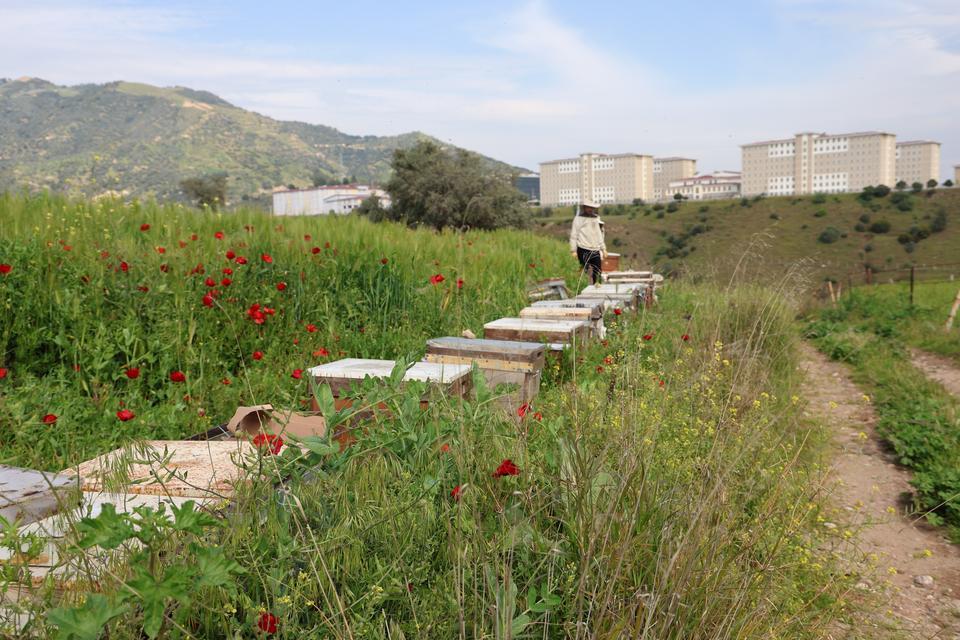 Sultanhisar’da arıcılara uyarı