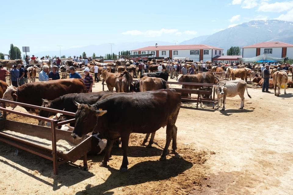34 köyde şap karantinası