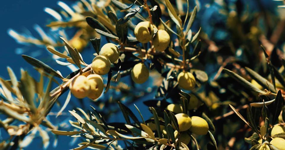 Zeytin hasadı