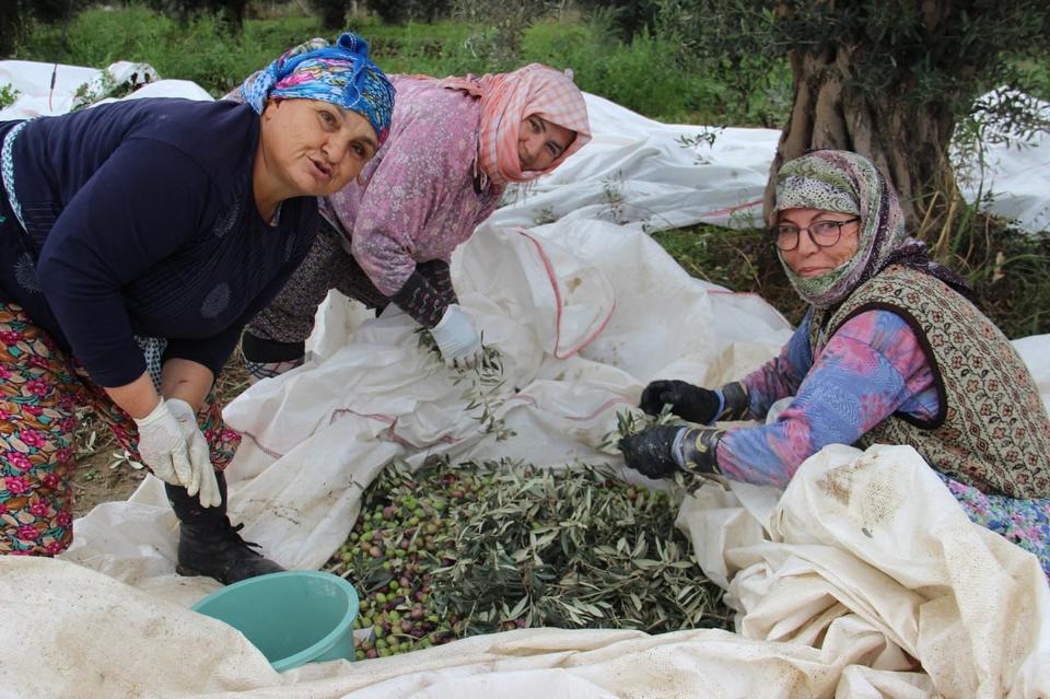 AYDIN'DA ZEYTİN ÜRETİCİSİ ZAMANLA YARIŞIYOR